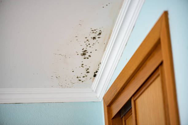 Crawl Space Mold Removal in Whitefish Bay, WI