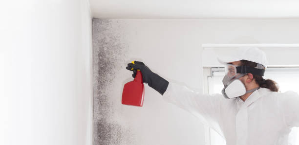 Best Toxic Mold Removal  in Whitefish Bay, WI