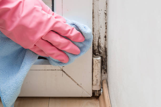 Mold Testing and Removal in Whitefish Bay, WI